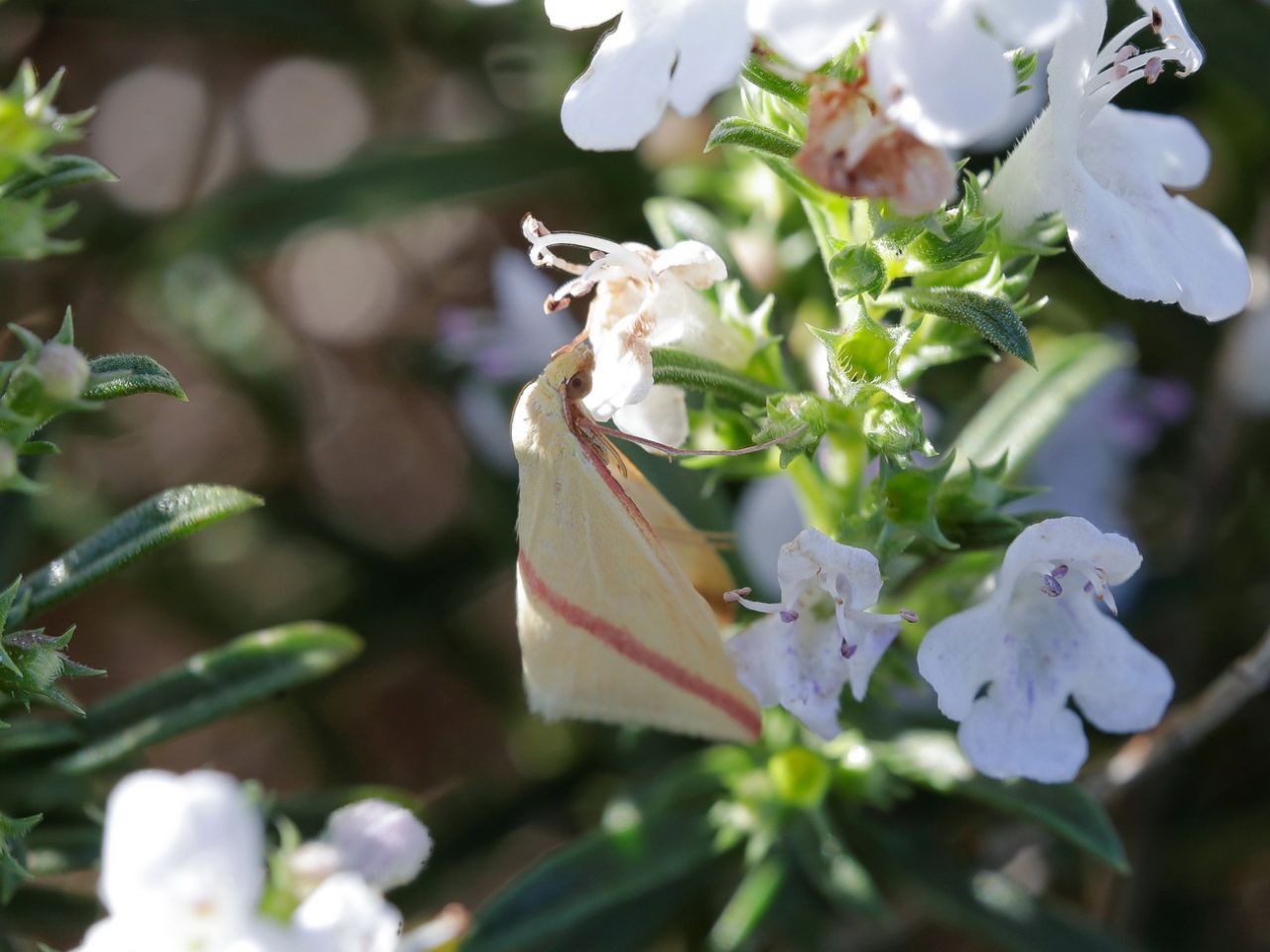 Geometridae - Rhodometra sacraria